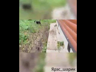 Видео от Шереметьевский Приют-помощь амстаффам и питбулям