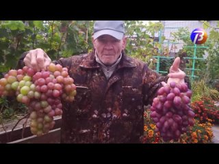 Выкса-МЕДИА: Николай Голов и его виноградная лоза.