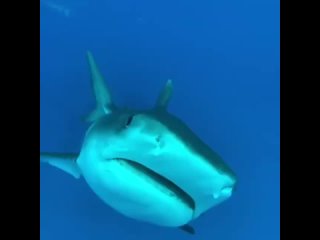🧐 любопытная акула 🦈