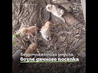 Котенок Вольт смог победить болезни и нашел дом.mp4