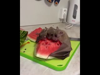 😄🍉 ммм ... арбузика много не бывает  / 🐭 Нильский крылан