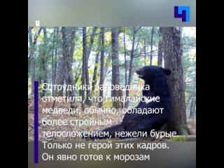 Гималайский медведь решил почесать пузико перед фотоловушкой в Приморском крае