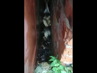 Доброе из подмосковной Каширы: спасатели достали собаку, застрявшую вверх лапами между стен гаражей

Дворнягу, оказавшуюся зажат