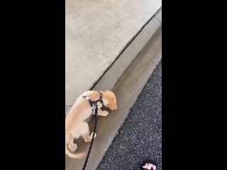 Brave puppy fights a puddle