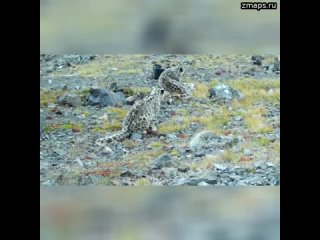 Котята снежного барса сломали видеоловушку в горах Алтая. Один из маленьких ирбисов, увидев на полян