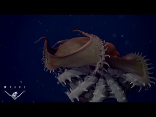 Адский вампир, или адский кальмар-вампир (лат. Vampyroteuthis infernalis)