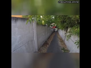 Что-то неизвестное спрыгнуло со стены.  Велосипедист снял собаку-обезьяну на камеру GoPro. Существо,