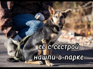 Собачки группы “Рогдай Потеряшки Иваново“ ищут дом!