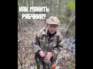 Как манить рябчика?