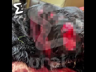 Живодёр из Коркино изрезал свою собаку газонокосилкой за то, что она укусила ему руку