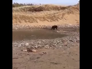 Лесники спасли медвежат оставшихся без матери