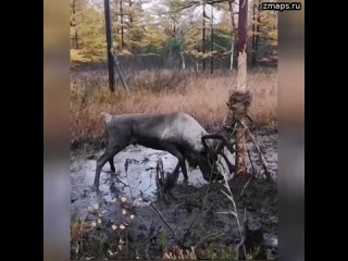 Занесенный в Красную книгу северный олень запутался в старых проводах в лесу на Сахалине и простоял