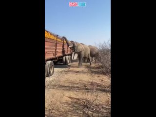 🇿🇦 В ЮАР слоны совершили налёт на сломавшуюся фуру с апельсинами