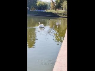 🦢 В Салавате жители наблюдают за красивыми лебедями