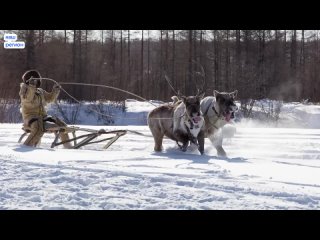 Видео от Пермский край