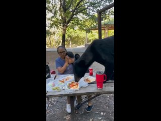 Медведь пришел к людям, чтобы съесть их еду 😱🐻