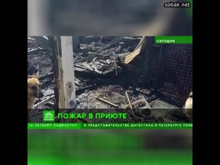 В приюте «Ильинка» случилась беда. В пожаре погибли четыре собаки. Сгорели кухня, вольеры, частично