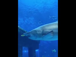 Акула преследует рыбку