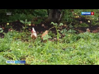 В Татарстане призвали перевести животноводческие хозяйства в закрытый режим