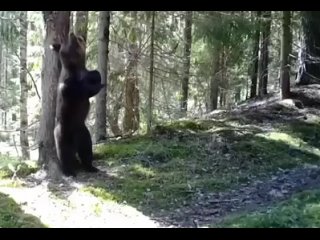 Танцующий_медведь_|_Поребрик_Сити