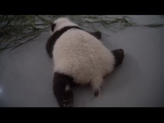 Малышка панда из Московского зоопарка учится ползать