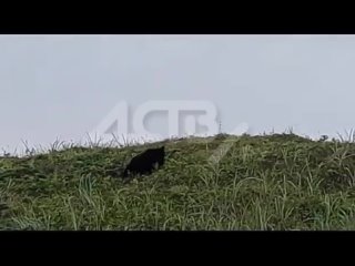 Томаринском районе сборщики дикоросов повстречали медведя (2)