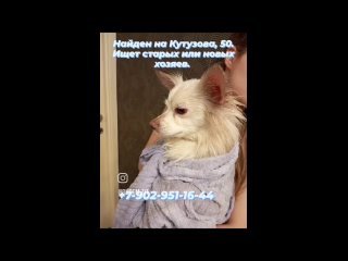 Video von “Будем жить“ - помощь собакам из Приюта Зыково
