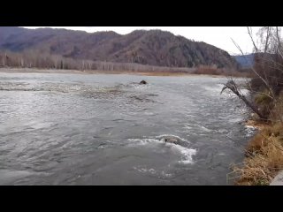 Видео от Ольги Шахматовой