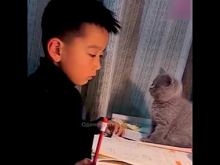 Мама наругала мальчика за уроки, а котёнок пожалел 🤗 Котики умеют жалеть.
