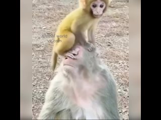 Видео от Animal world | смешные животные