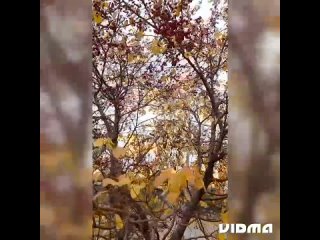 Осенняя видеозарисовка (октябрь)🍁🍂🍁