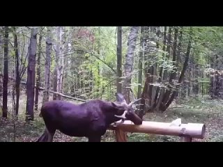 В Татарстане фотоловушка засняла красавца-лося