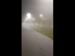 туман в Полюстровском парке