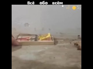 Video by ВСЁ ОБО ВСЁМ И НЕ ТОЛЬКО ©️