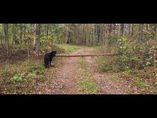 Видео от Морошкины собаки