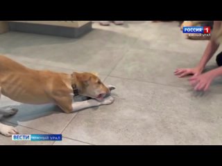 В Челябинской области приютили спасенного в зоне СВО щенка Дозора