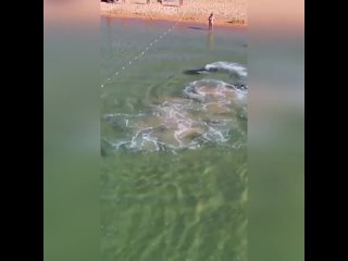Невероятное зрелище произошло в Анапе-дельфины приплыли прямо к пляжу
