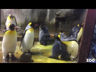 В Дании пингвины-гeи похитили детеныша гeтeросексуальных сородичей