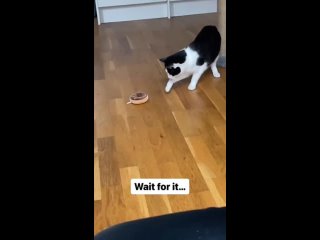 Кот и пончик