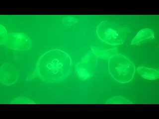 Медузы Океанариум Санкт-Петербург