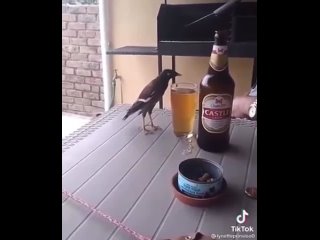 Птиц пьяный и агрессивный...