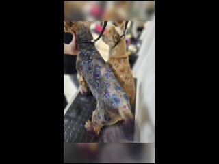 Видео от Зоосалон Медея стрижка собак, кошек