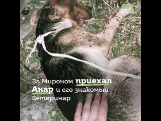 Изувеченного пса Мирона привязали к рельсам (720p).mp4