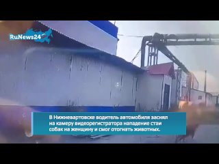 В Нижневартовске стая собак чуть не разорвала упавшую женщину