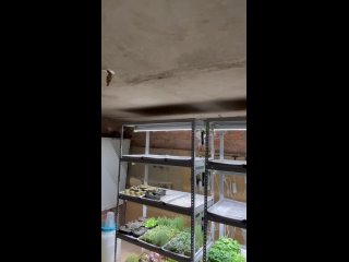 Видео от Сити - ферма микрозелени ТравыСатка