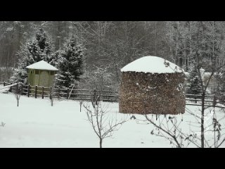 Кошки скита Оптиной пустыни принимают участие в Крестном ходе