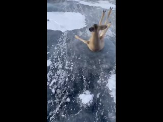 Местные бизнесмены спасли со льда Байкала испуганную косулю.