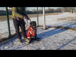 Один Cane Corso  Жил Был Пёс 🎥 Моя Жизнь Кино @ Жил Был Кинолог @ Зоопсихолог @ Документальный Многосерийный Фильм Музей Псов