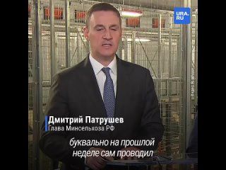 Путин поинтересовался почему мясо птицы так сильно выросло в цене (720p).mp4