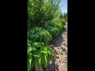 Колоновидный персик сорт Медовый | Россия | Shorts | Small Gardens